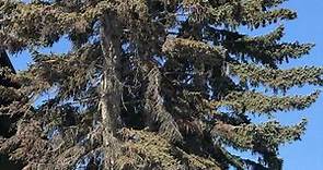 Learn about Spruce Trees