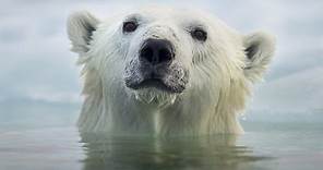 Face To Face With The Polar Bear (Wildlife Documentary)