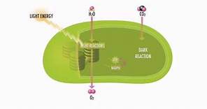 Photosynthesis Steps and Pathways