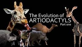 The Evolution of Artiodactyls (part one) : Boars, Camels and Giraffes 🐪