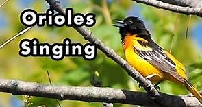 What Does an Oriole Sound Like? - Baltimore Oriole Bird Call and Sounds - Sound Effects