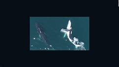 Ballenas combaten el estrés y se relajan en el mar de Australia | Video