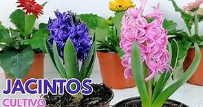 jacintos cuidados y cultivo Hyacinthus CHUYITO JARDINERO