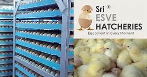 The Amazing Full process of Modern Chicks Hatchery | Hatchery Farming Technology | ibusinesszone