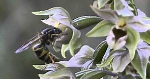 Orchid pollination 7: Pollination of Epipactis helleborine by wasps part 2