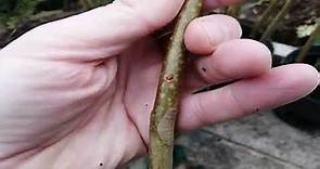 Bowles Hybrid Willow (Salix x viminalis 'Bowles Hybrid') has arrived!