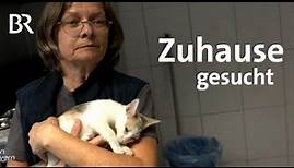 Überfüllte Tierheime: Aufnahme von Hund und Katze nur im Notfall | Schwaben & Altbayern | BR