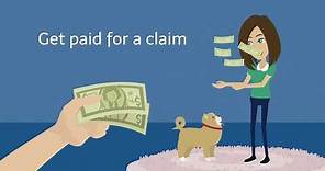 Dog Insurance Overview