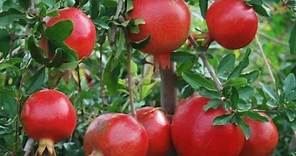 How to Grow Pomegranates - Complete Growing Guide