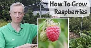 How To Grow Raspberries - A Complete Introduction To Growing Summer & Autumn Fruiting Raspberries