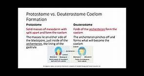Protostomes vs Deuterostomes