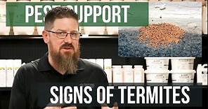 What Are Visible Signs of Termites | Pest Support