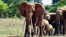 Die Elefantenmutter Trailer OV