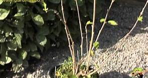 l'ibisco a foglie caduche