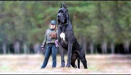 Die 10 Größten Und Kräftigsten Hunde Der Welt
