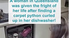 Carpet python found in top draw of dishwasher