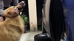 Dog Helps With Car Repairs