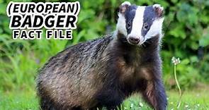 (European) Badger Facts: aka the Eurasian Badger | Animal Fact Files