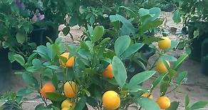 The mandarin orange, also known as Citrus reticulata, mandarin or mandarine. It is one of the sweetest and smallest fruit of the orange family 😍 #mandarin #mandarine #Citrus #fruit #fruits #plants #plant #fruitplants #dubai #abudhabi #uae #unitedarabemirates | Floragarden