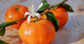 Come coltivare e potare il mandarino in vaso
