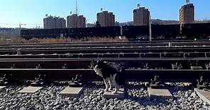 Stella's story - Stray dog lives in rail yard ( Episode 2: Reunion )