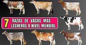 Las 7 mejores razas de vacas lecheras en el mundo.