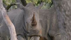 Rhino population gets a new sanctuary in Mozambique