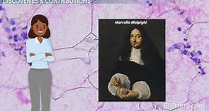 Marcello Malpighi: Biography, Discoveries & Contributions