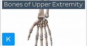 Overview of Upper Extremity Bones - Human Anatomy | Kenhub