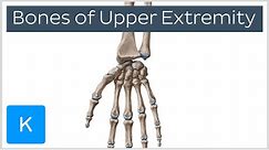 Overview of Upper Extremity Bones - Human Anatomy | Kenhub