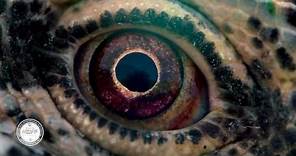 Voyage of Time: Life's Journey (2016) Trailer