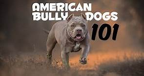 American Bully Dogs 101; Everything You Should Know