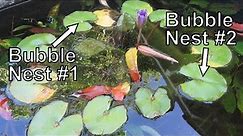 Planting Water Lilies with No Soil or Fertilizer and Reasons Why