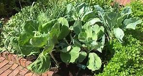 Wild Cabbage - Brassica oleracea - Brassicaceae