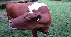 Big koe loeit er op los de koeien van #Brikzicht