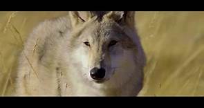 Il trailer del film «L’ultimo lupo», campione d’incassi Corriere TV