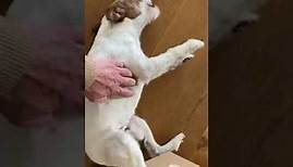 Epileptischer Anfall beim Parson Russel Terrier