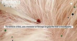 What You Need to Know About Wood Ticks