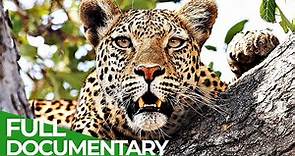 Secret Hunters - The Leopards of Dead Tree Island | Free Documentary Nature