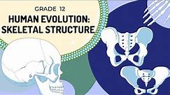 Human Evolution | Skeletal Structure