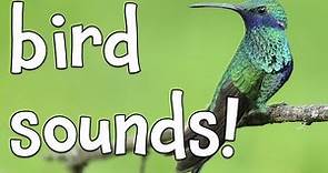 Bird Sounds! Learning the sounds of Birds!