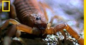 World's Deadliest Scorpion | National Geographic