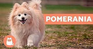 El perro pomerania - Características y cuidados