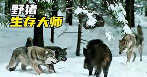 狼群圍攻一頭野豬，野豬絕境爆發，戰力出人意料