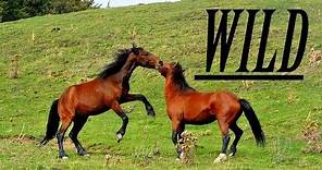 Wild horses - Cavalli selvatici del parco nazionale del Pollino [wildlife fauna HD documentary]