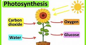 Photosynthesis 🌷 | What is photosynthesis? | Step-by-step process