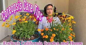 Coreopsis Care Tips|How to Grow Coreopsis