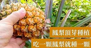 鳳梨(菠萝)用頂芽種植的，完整種植教學直到收成 | 阿星種植