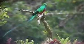 Quetzal: National Bird of Guatemala