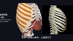 肋间内肌和肋间外肌的功能和模型